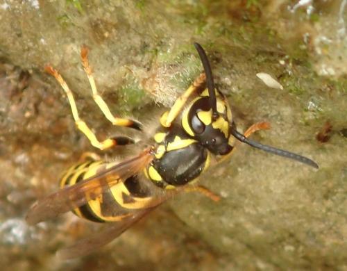 Vespula germanica